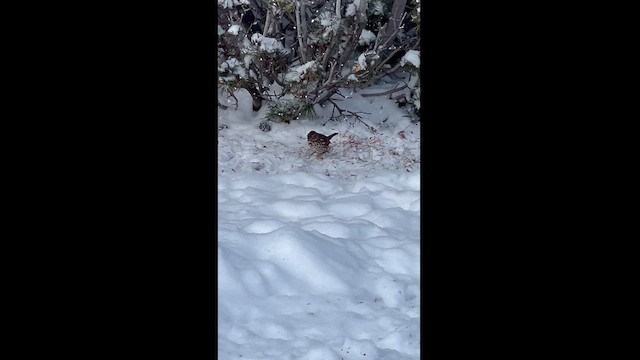 Fox Sparrow (Red) - ML613270327