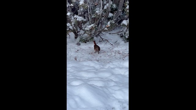 Fox Sparrow (Red) - ML613270338