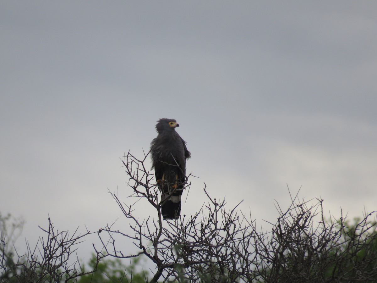 African Harrier-Hawk - ML613270356