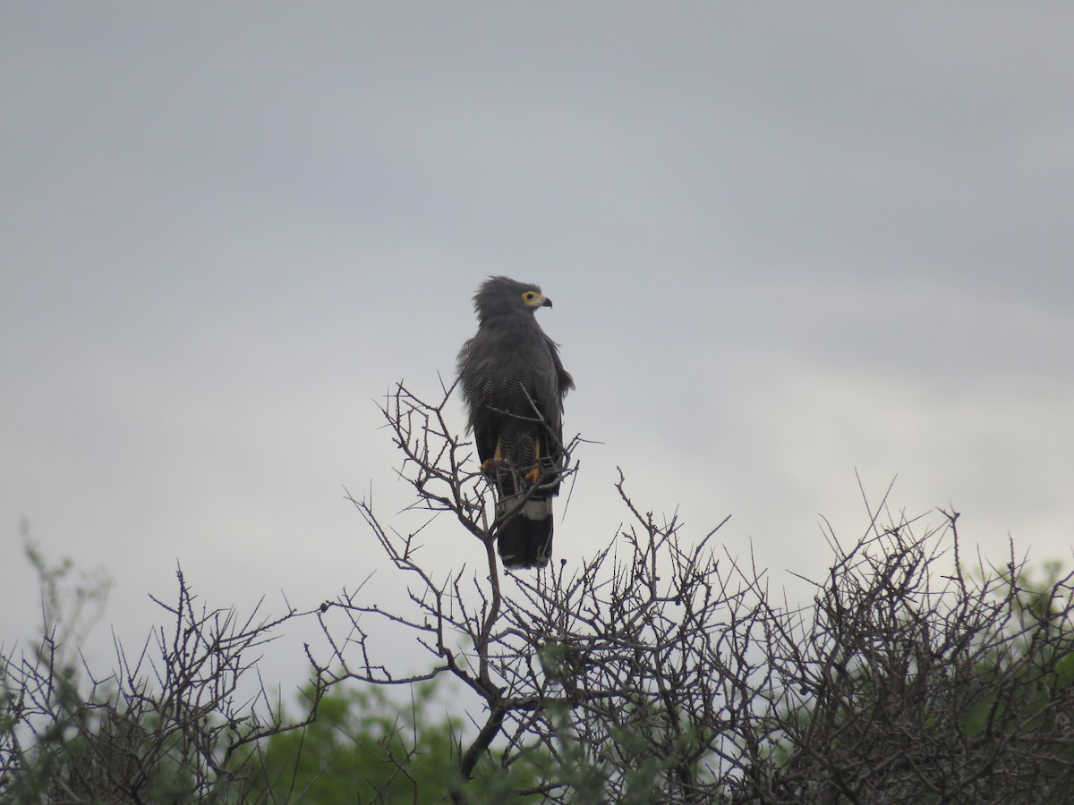 African Harrier-Hawk - ML613270360