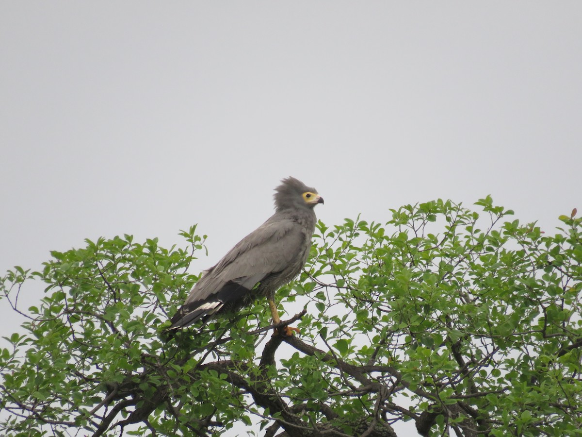 African Harrier-Hawk - ML613270361