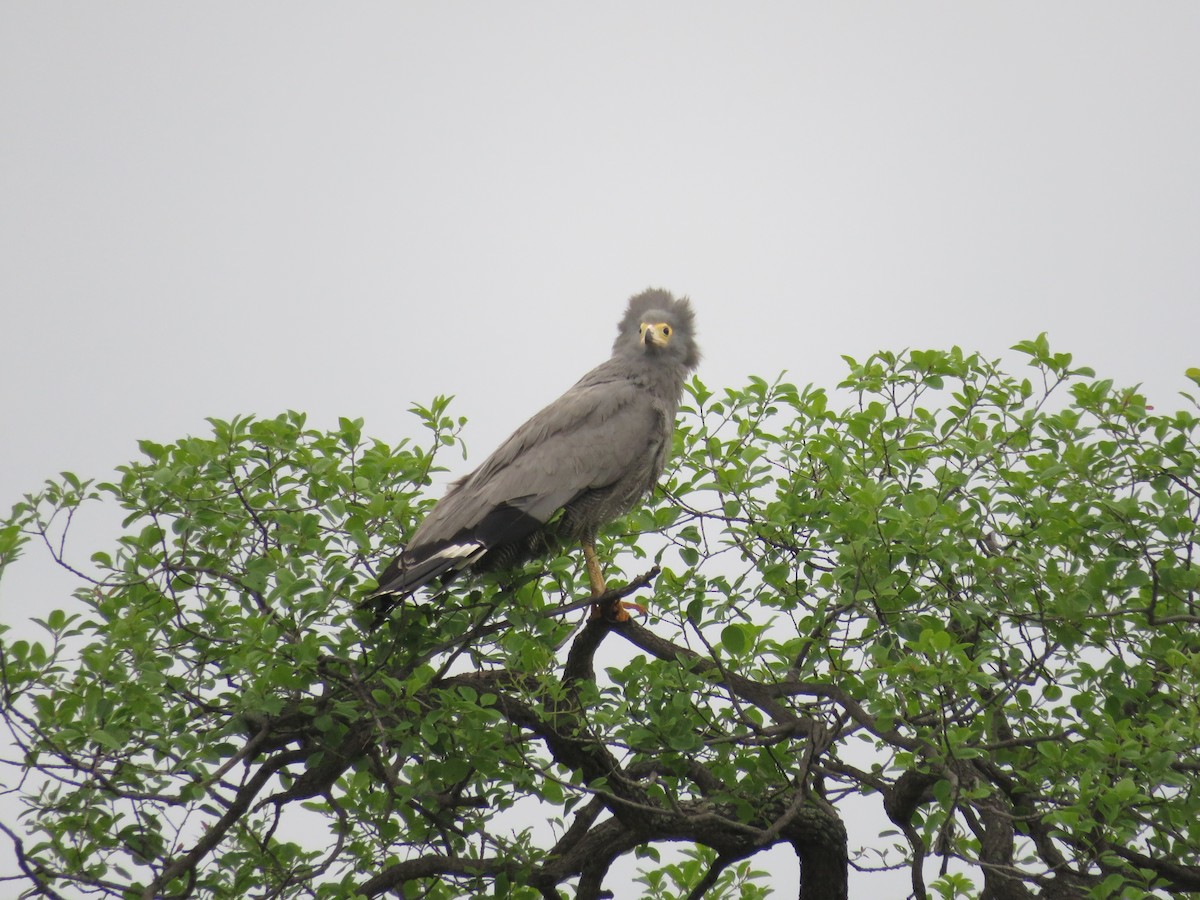 African Harrier-Hawk - ML613270362