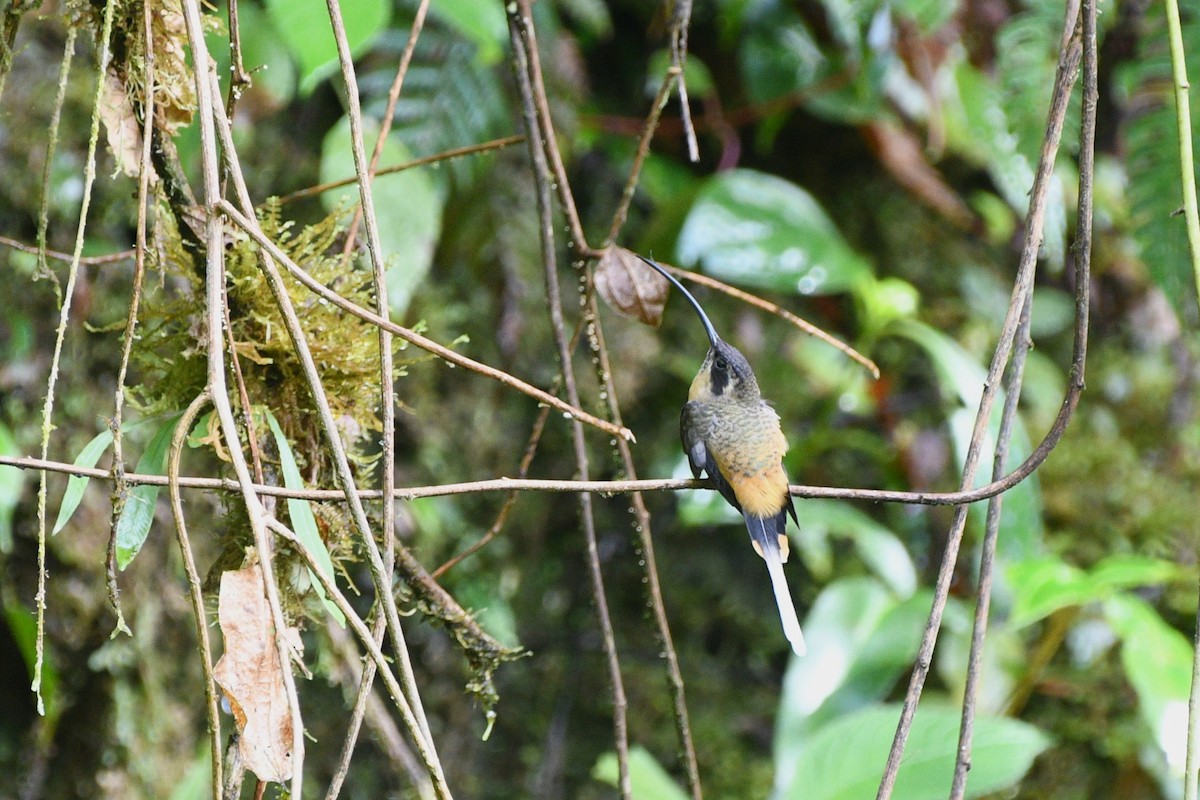 Tawny-bellied Hermit - Liz Harper