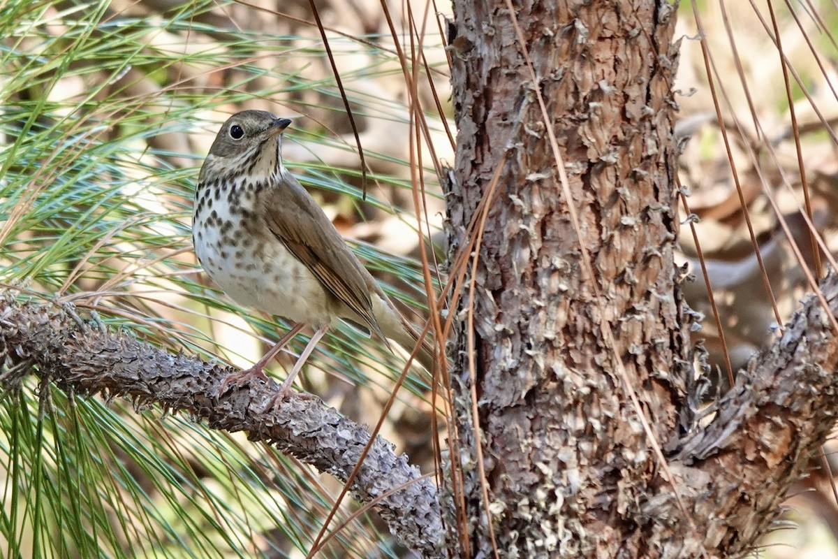 Hermit Thrush - ML613270379