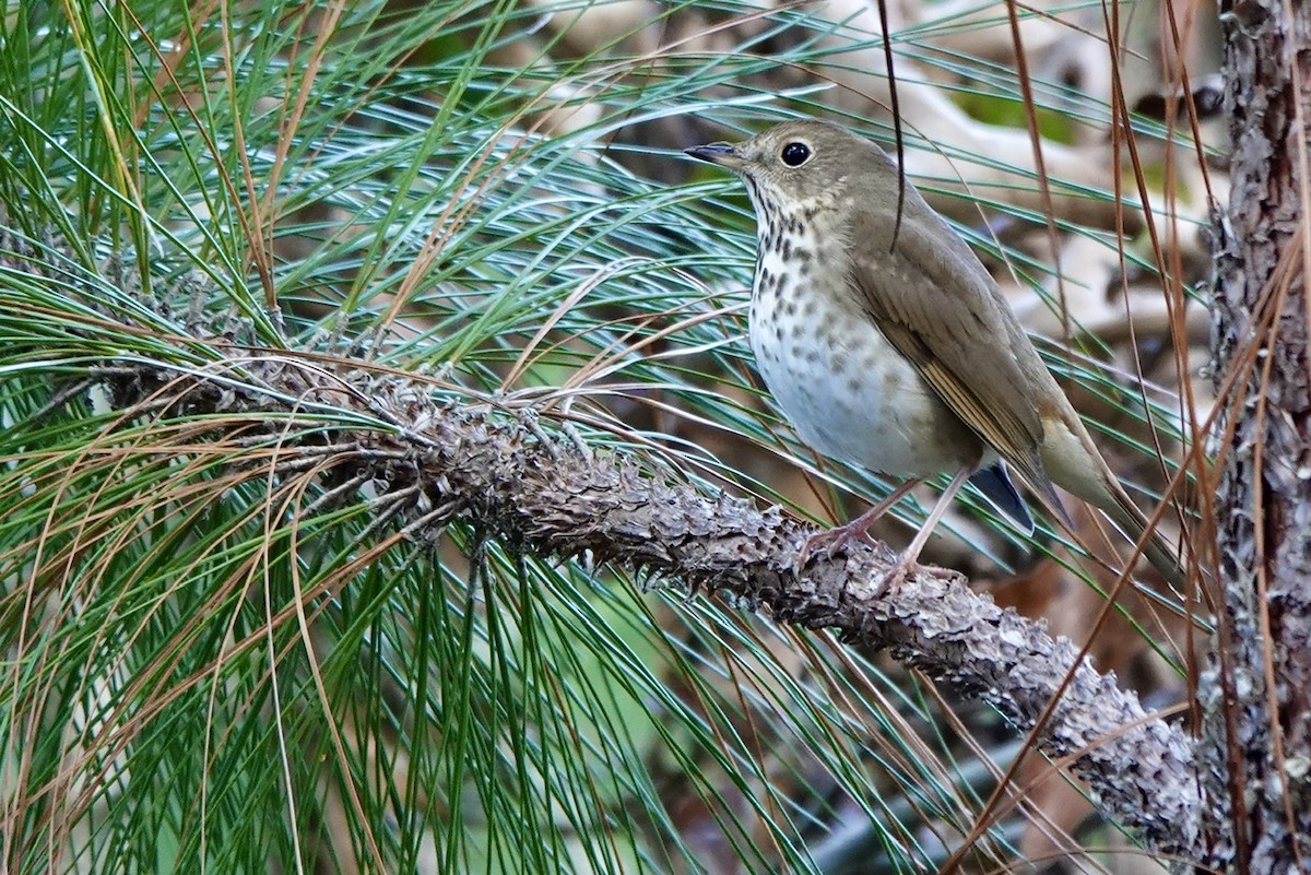 Hermit Thrush - ML613270380