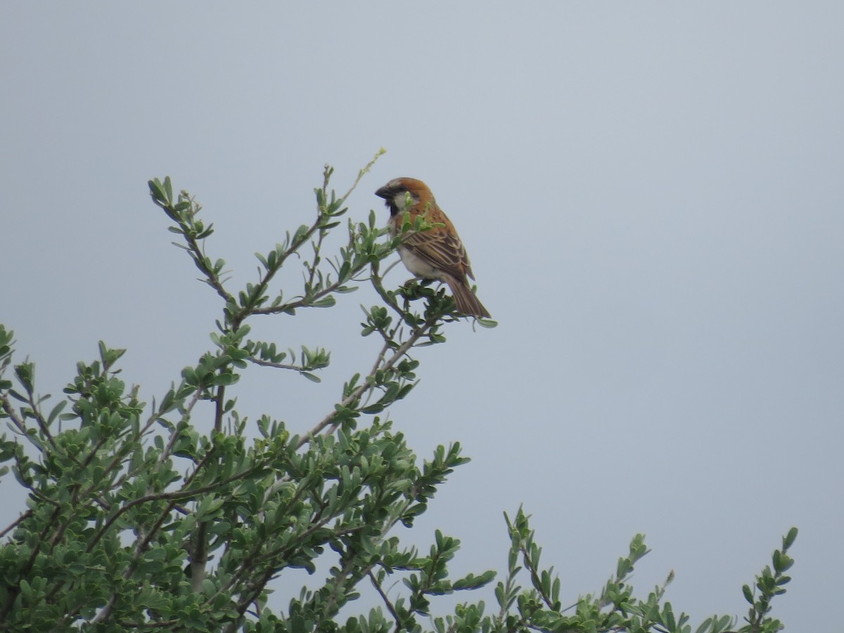 Great Rufous Sparrow - ML613270390