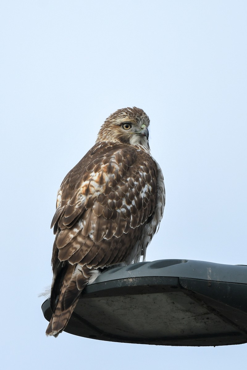 Red-tailed Hawk - Joy Wang