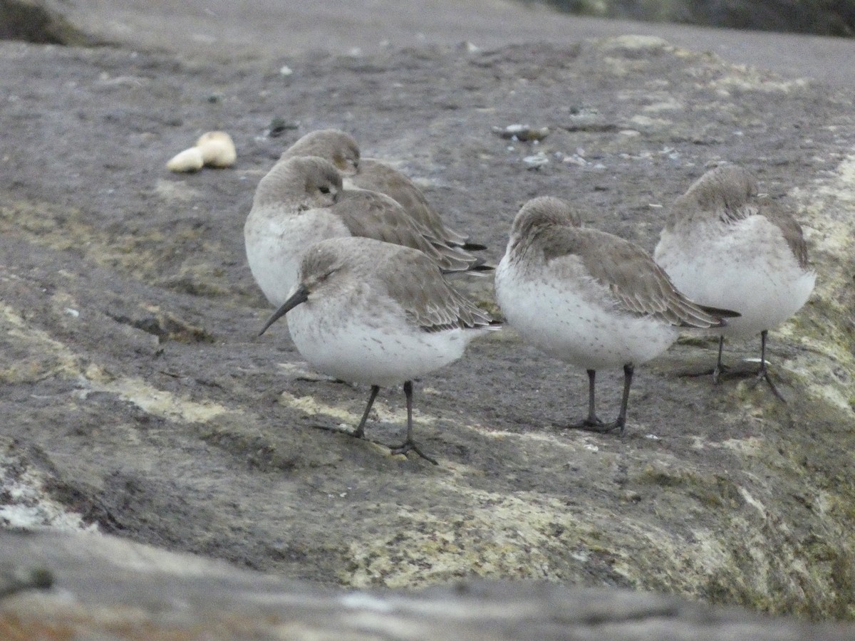 Dunlin - ML613270478