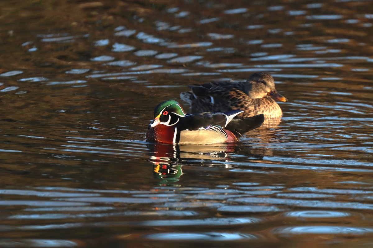 Wood Duck - ML613270495