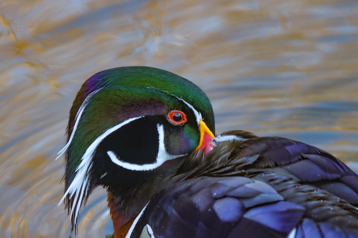 Wood Duck - ML613270517