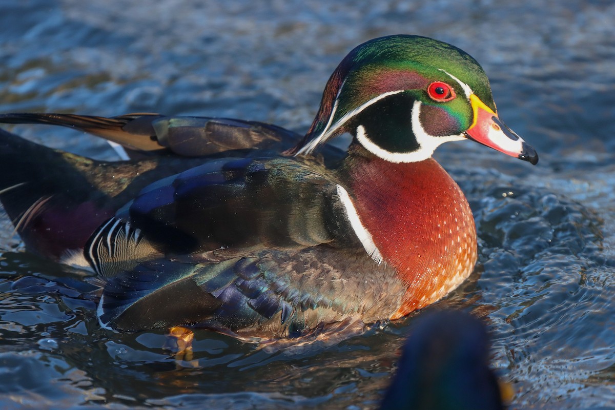 Wood Duck - ML613270518