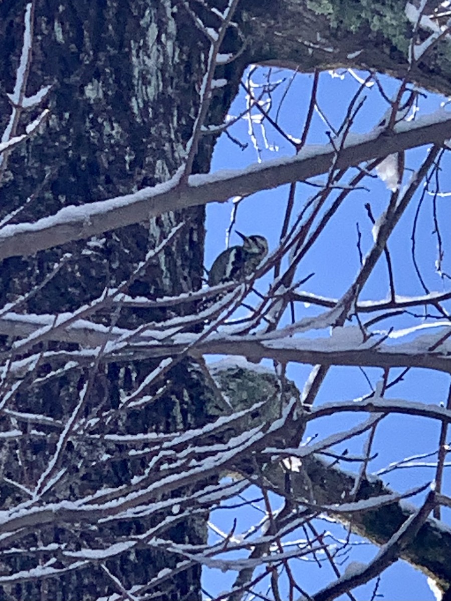 Yellow-bellied Sapsucker - ML613270561