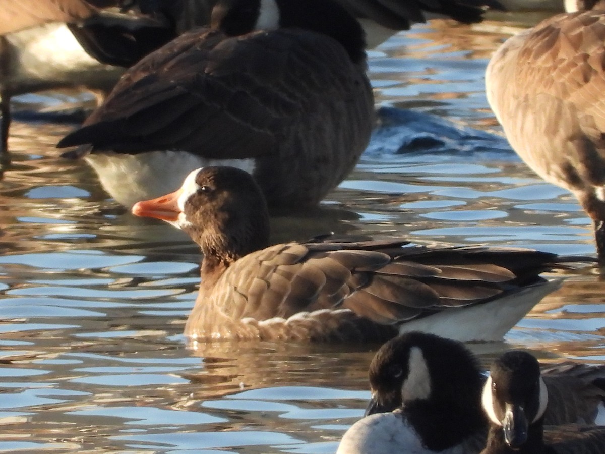 Greater White-fronted Goose - ML613270578