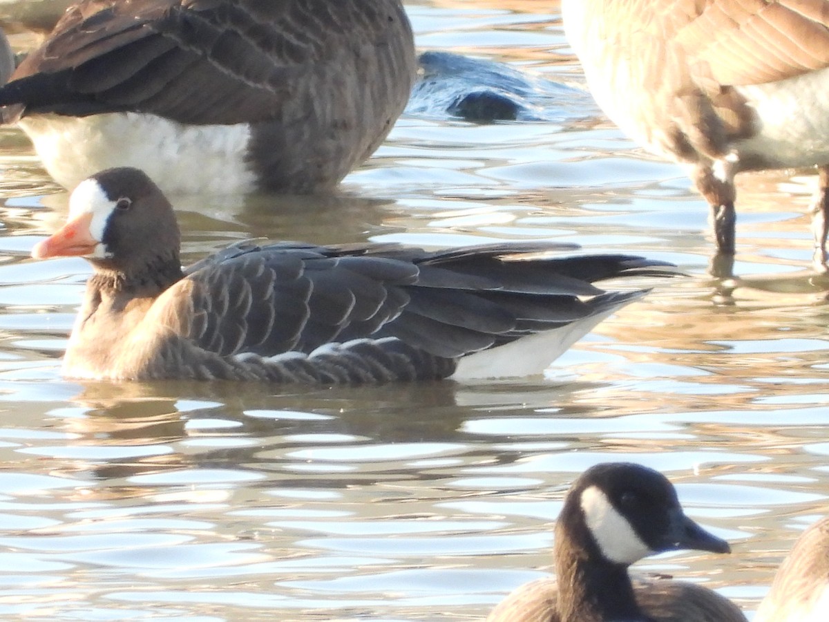 Greater White-fronted Goose - ML613270594