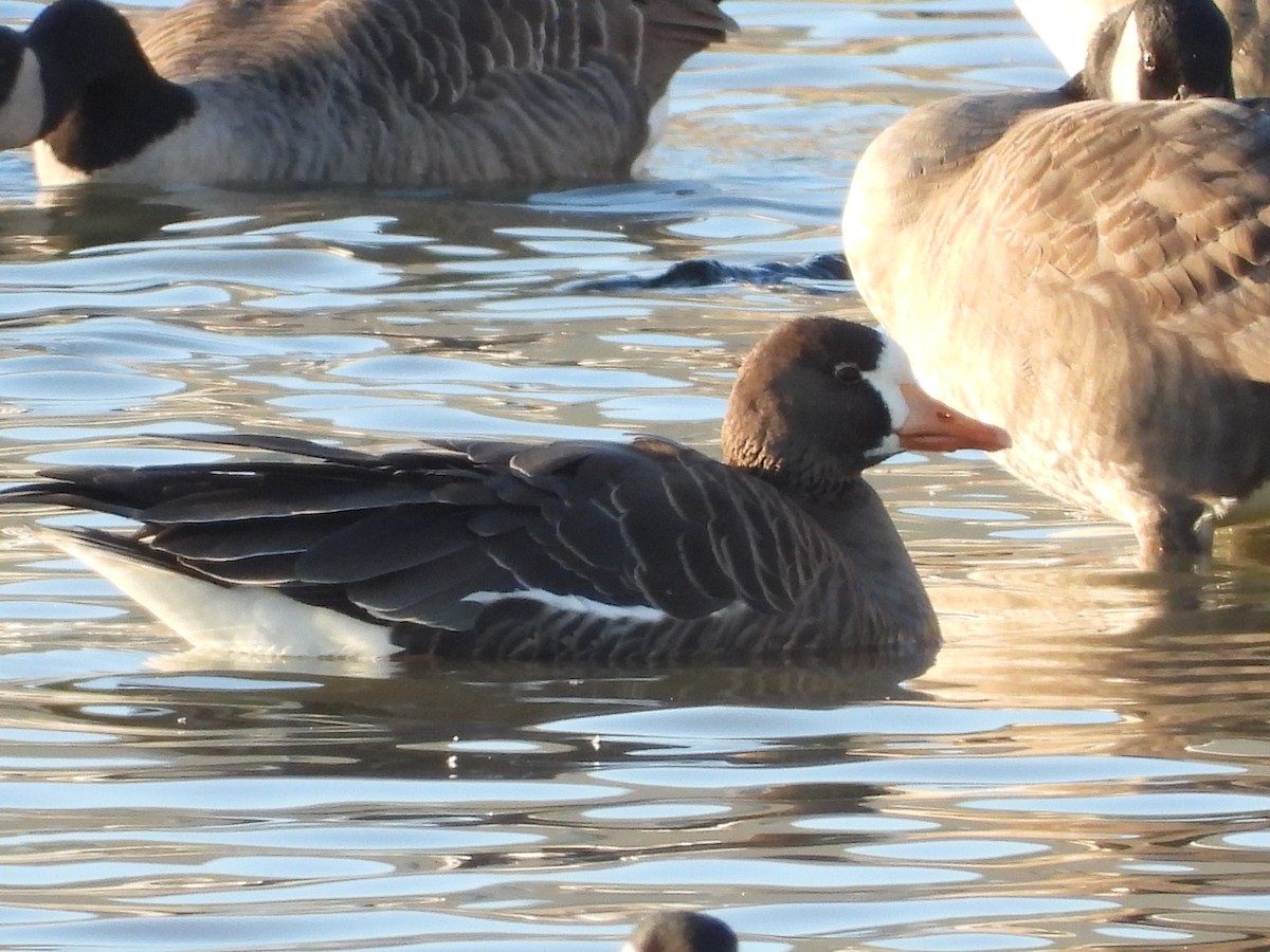 Greater White-fronted Goose - ML613270600