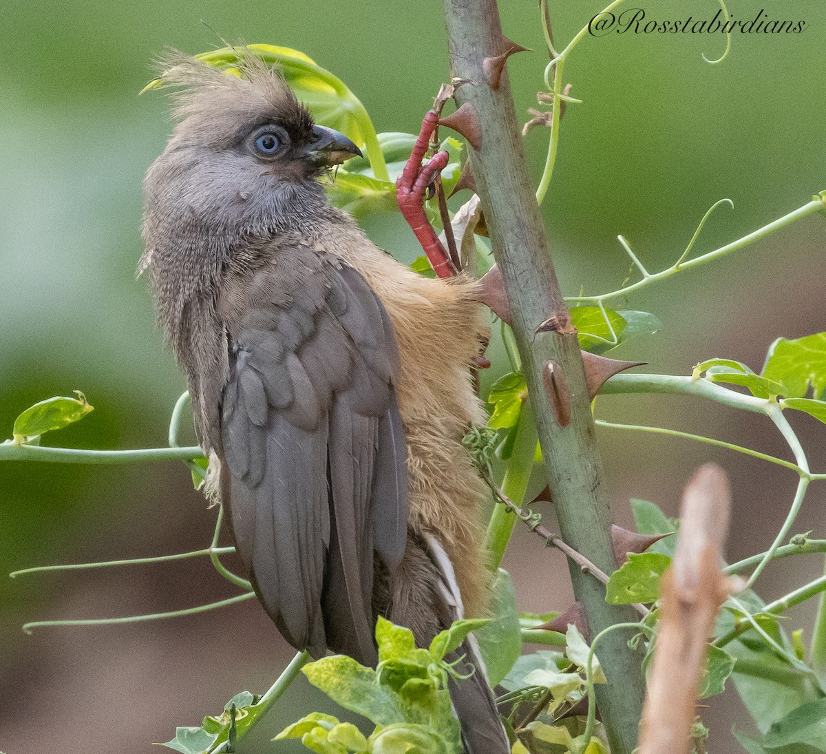 Speckled Mousebird - Nate  Ross