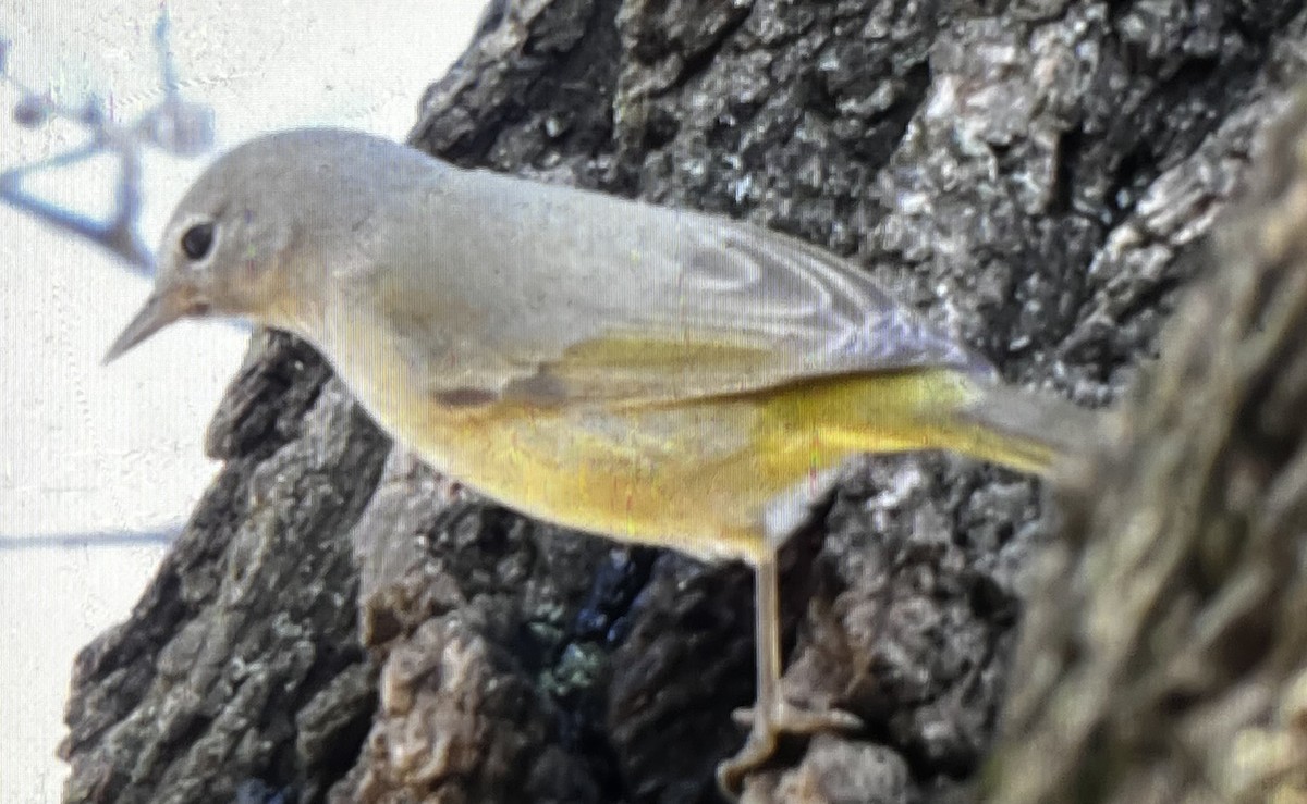 Orange-crowned Warbler - ML613270641