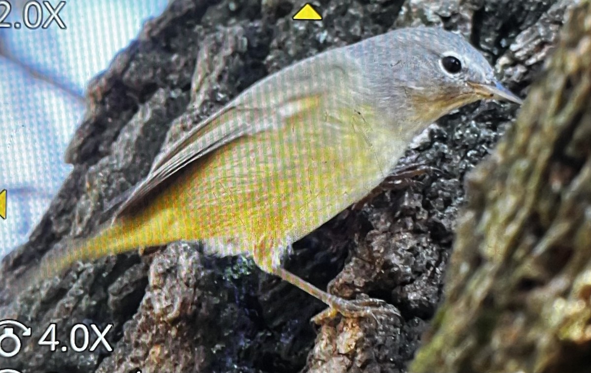 Orange-crowned Warbler - ML613270642