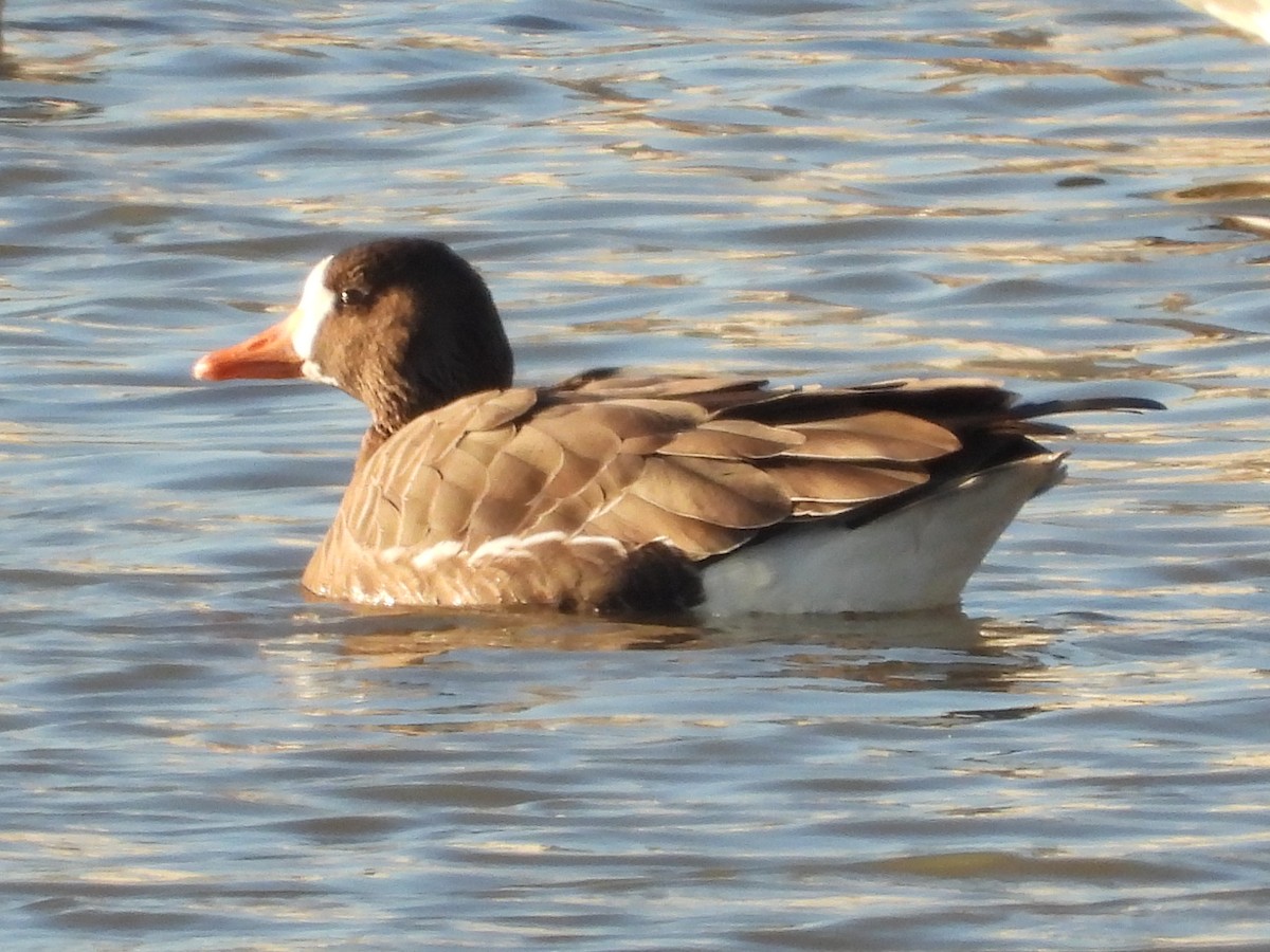 Greater White-fronted Goose - ML613270643