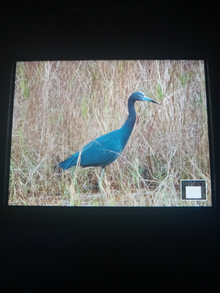 Little Blue Heron - ML613270649