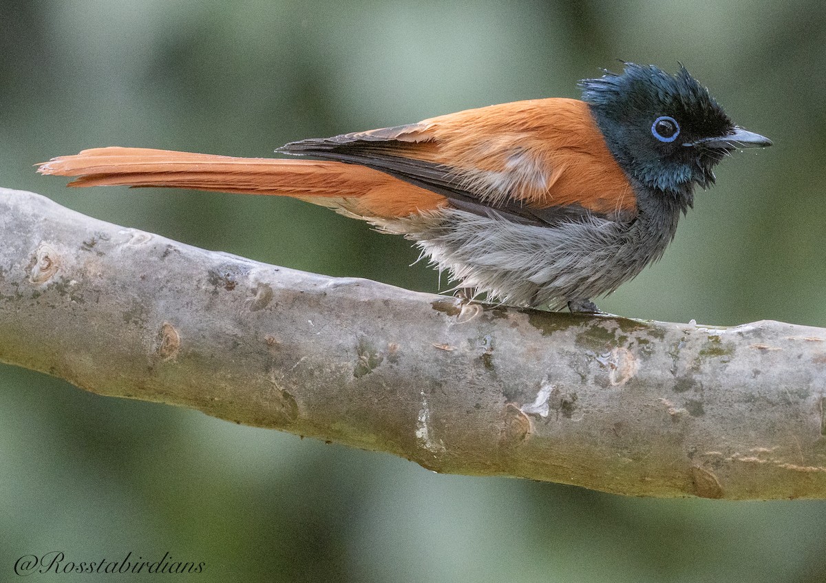 African Paradise-Flycatcher - Nate  Ross