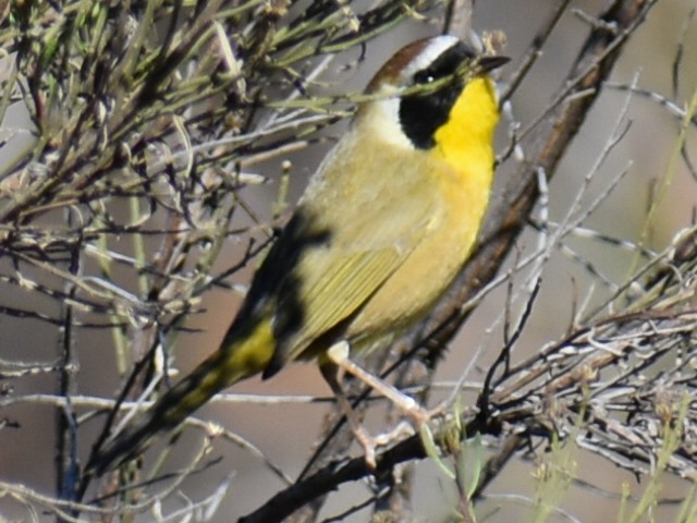 Common Yellowthroat - ML613270653