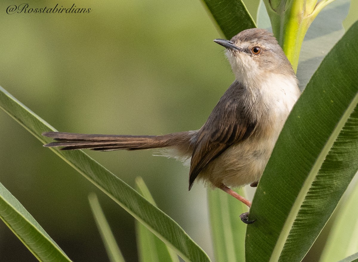 Prinia modeste - ML613270658