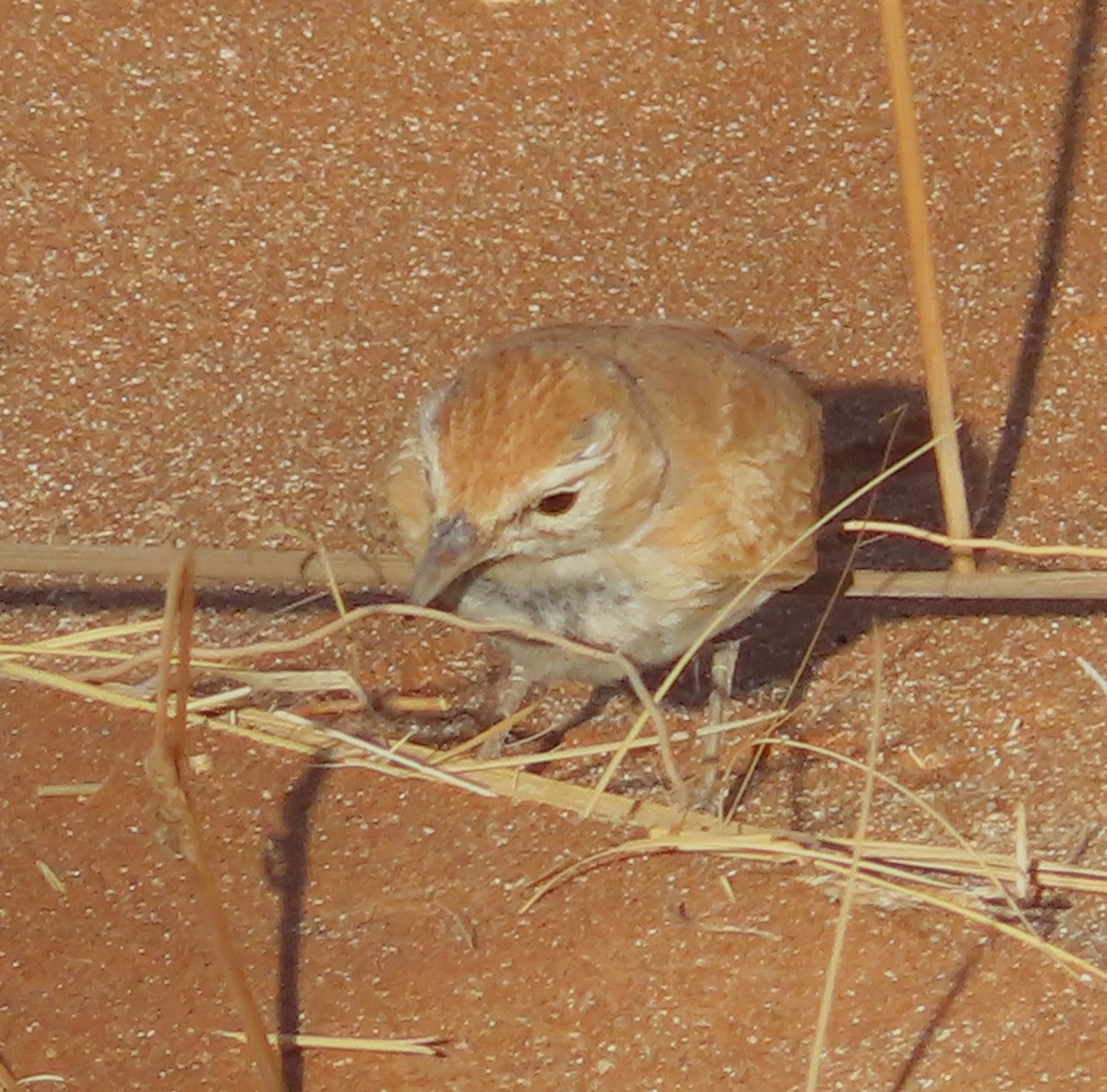 Alouette à dos roux (erythrochlamys) - ML613270681