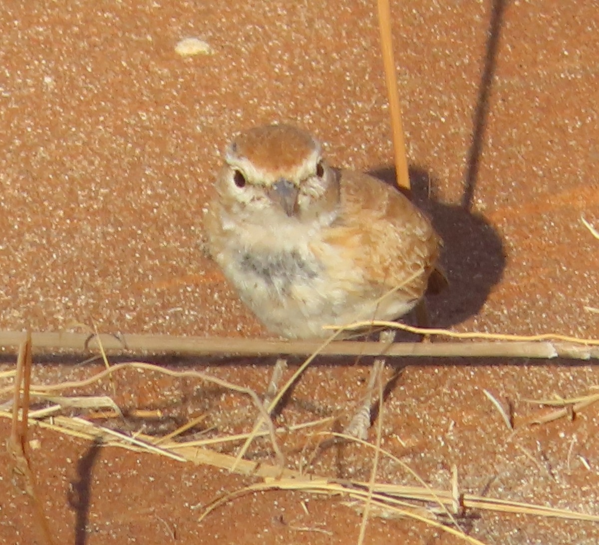 Alondra de las Dunas (erythrochlamys) - ML613270683