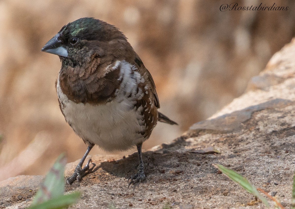 Tunç Renkli Munya - ML613270697