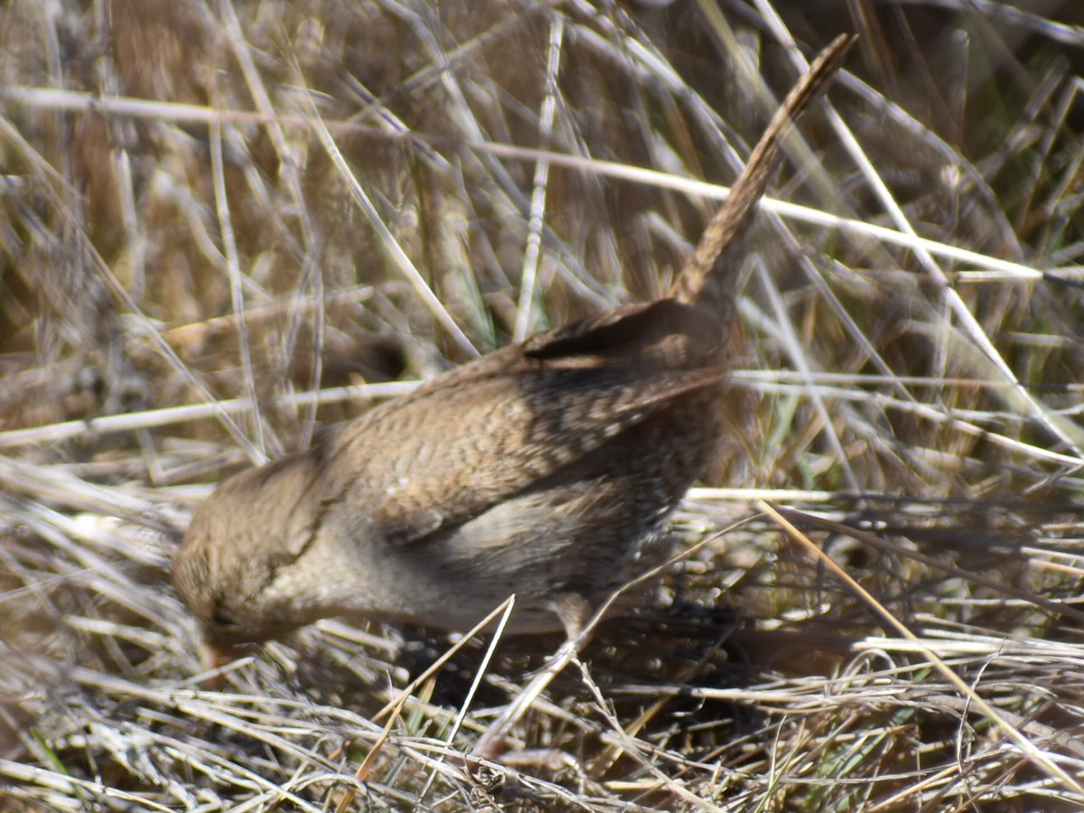 House Wren - ML613270736