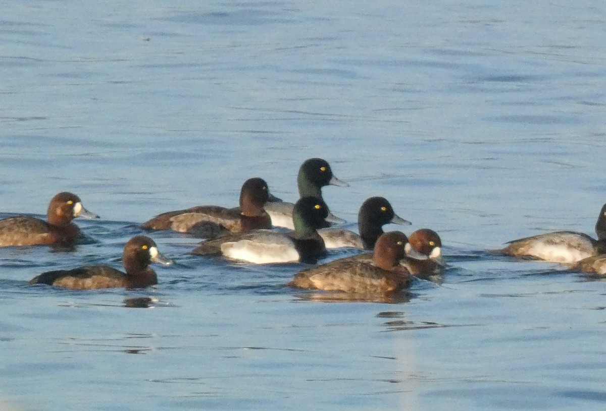 Greater Scaup - Liam Huber