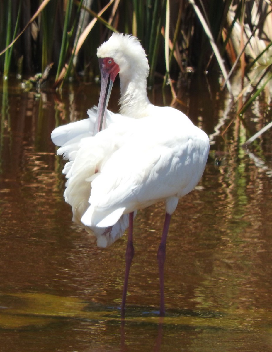 African Spoonbill - ML613270794