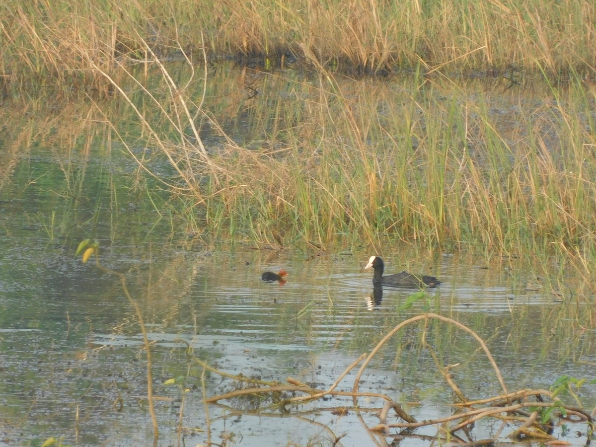 Eurasian Coot - ML613270851