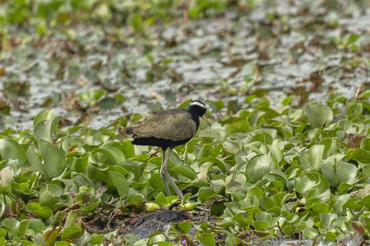 Jacana bronzé - ML613270858