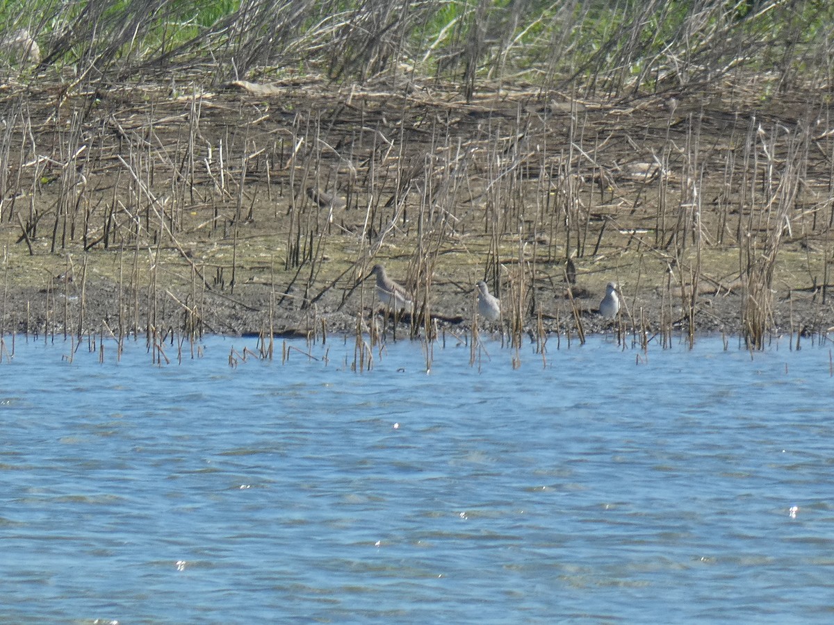 Long-billed Dowitcher - ML613270969