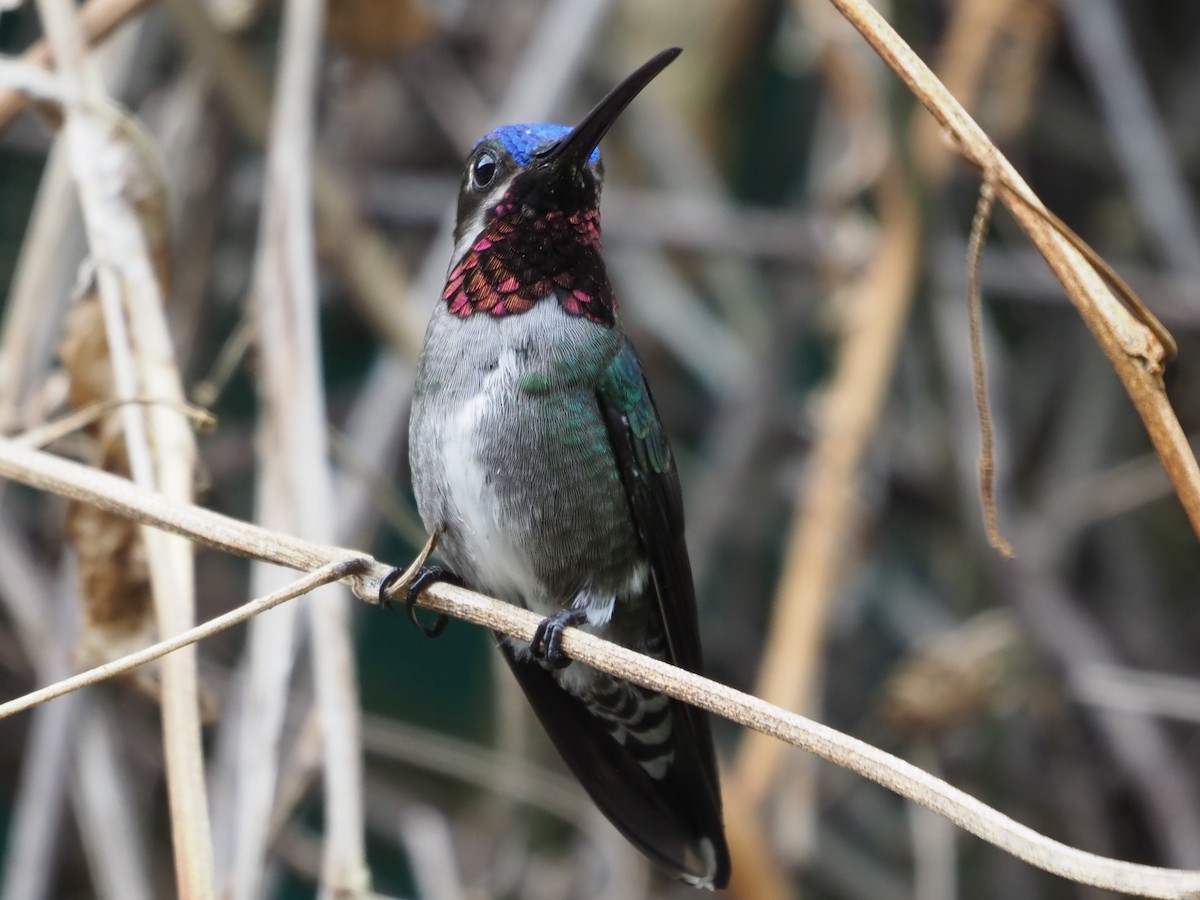 kolibřík hvězdohrdlý - ML613270976