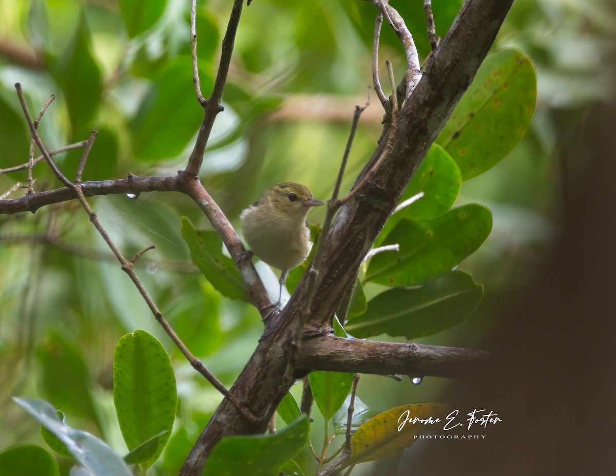 Bay-breasted Warbler - ML613270991