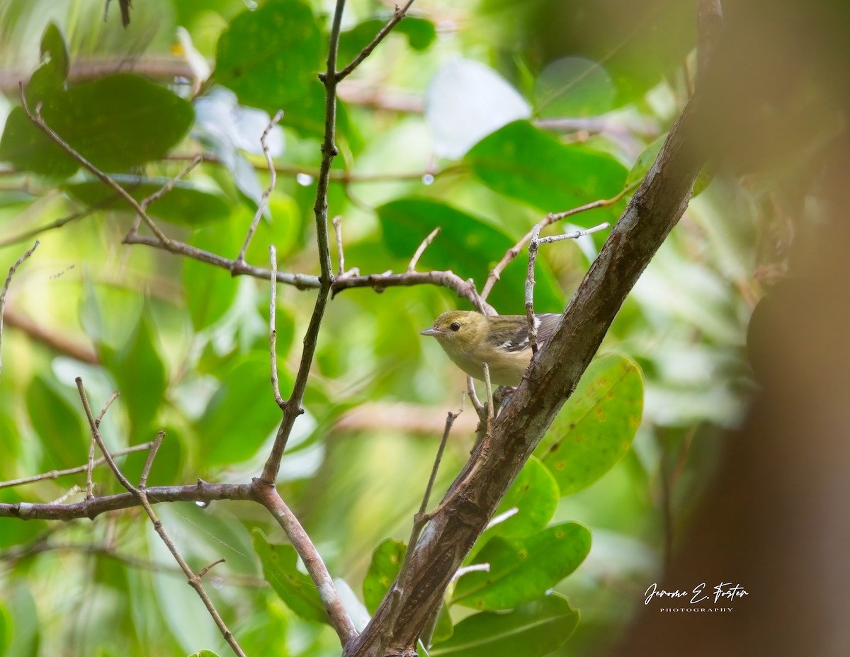 Bay-breasted Warbler - Jerome Foster