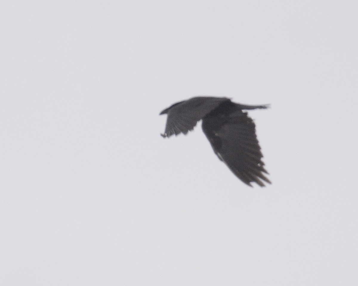 crow/raven sp. - David Kennedy