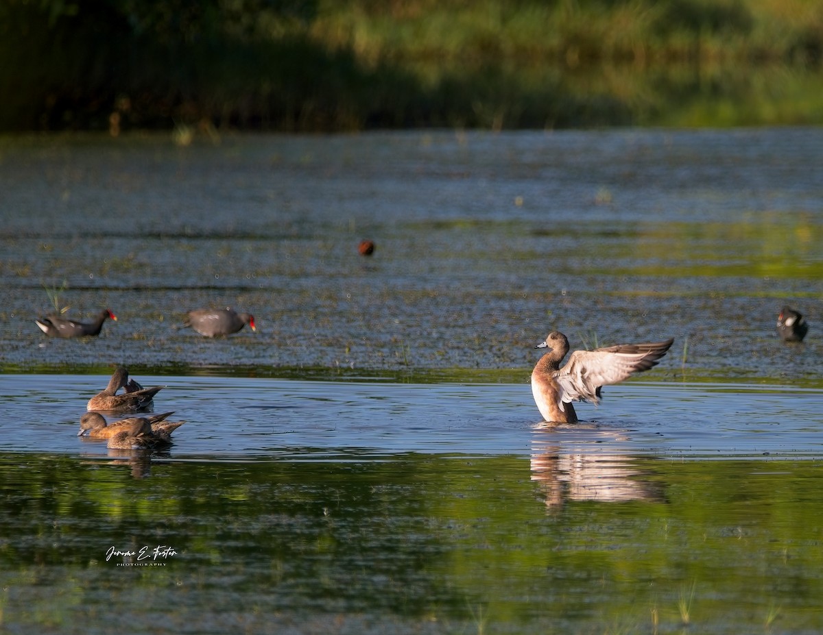 American Wigeon - ML613271009