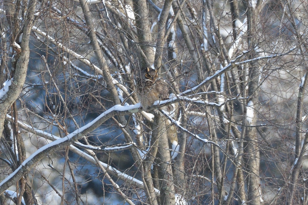 Пугач віргінський - ML613271047