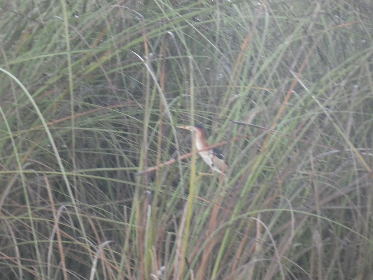 Least Bittern - ML613271123