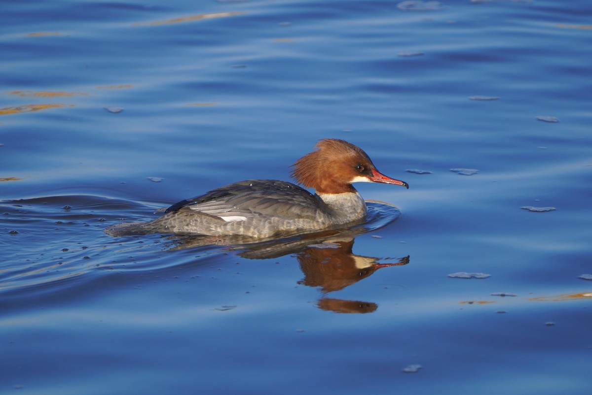 Common Merganser - ML613271208