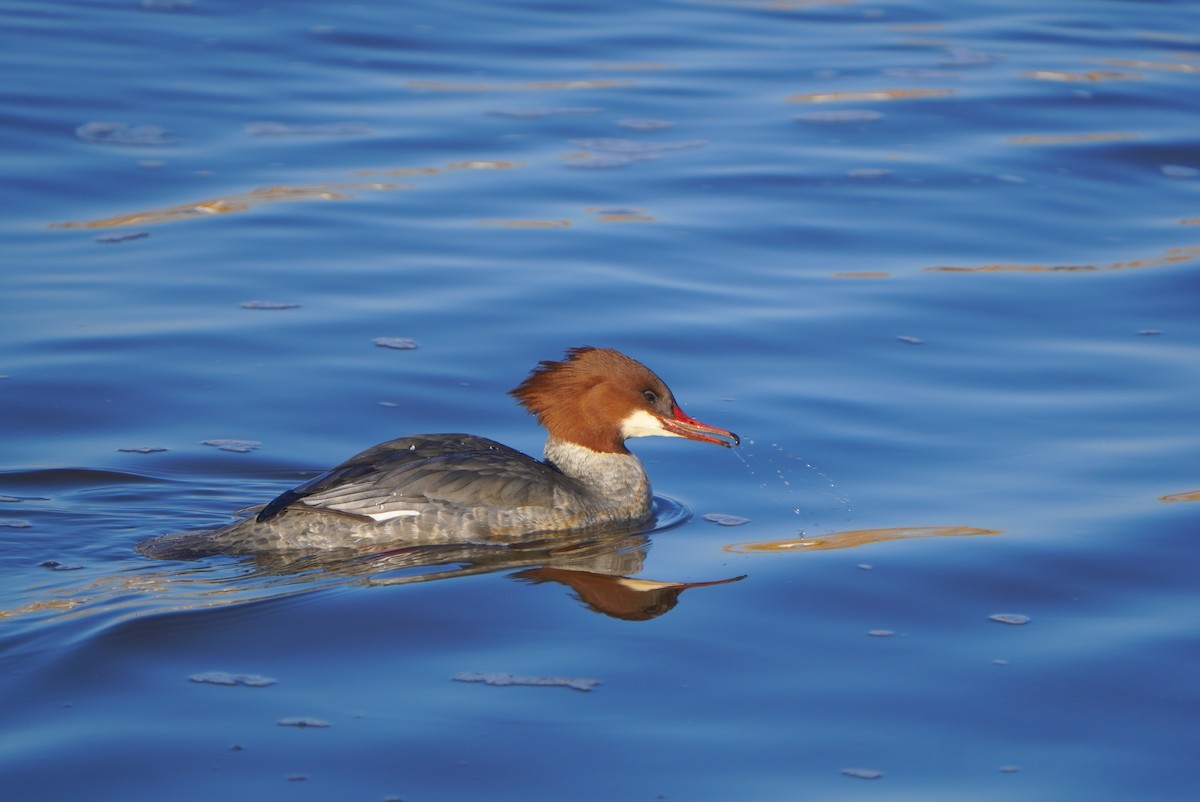 Common Merganser - ML613271229