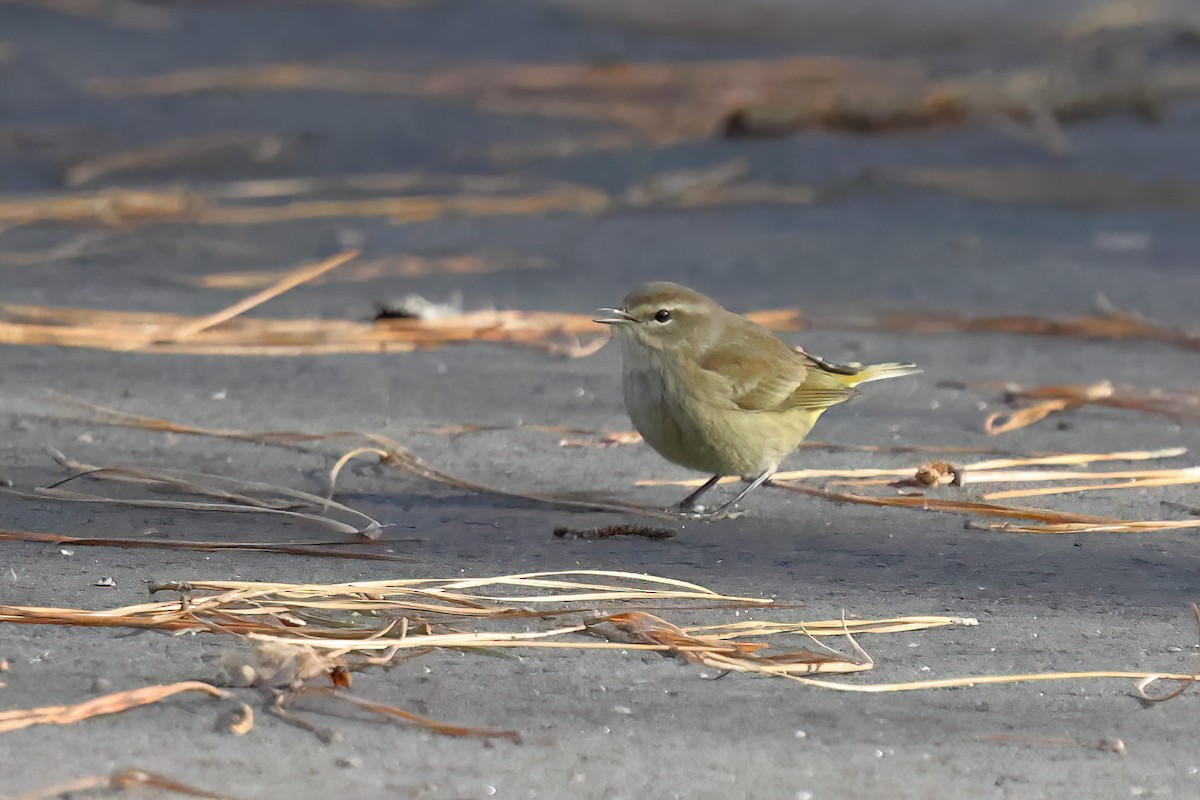 Palm Warbler - ML613271237