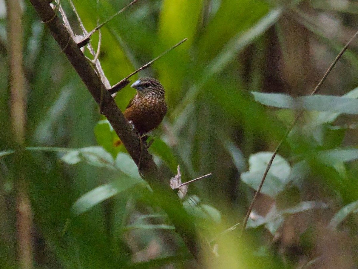 White-spotted Munia - ML613271256