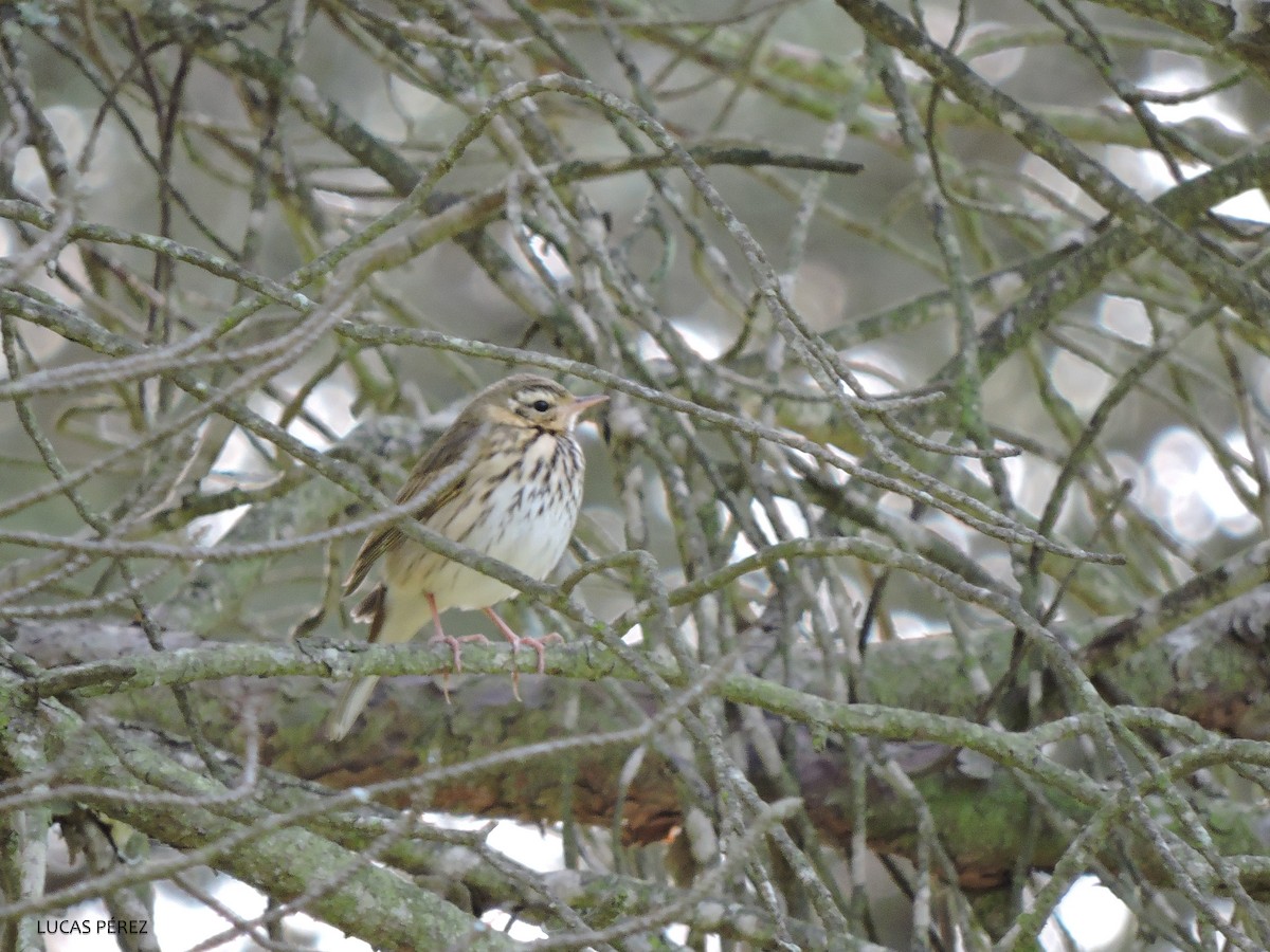 Pipit à dos olive - ML613271305