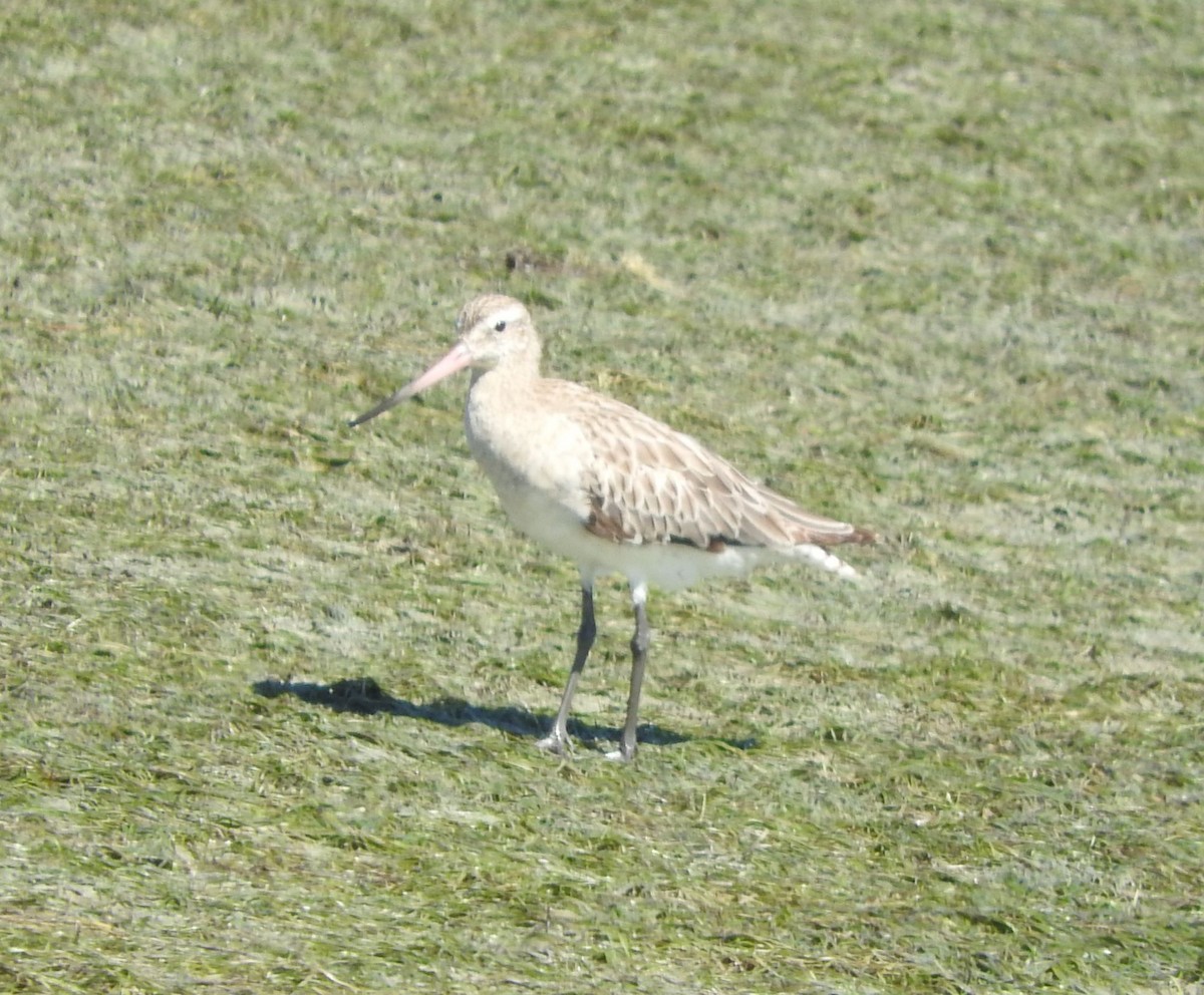 Bar-tailed Godwit - ML613271336