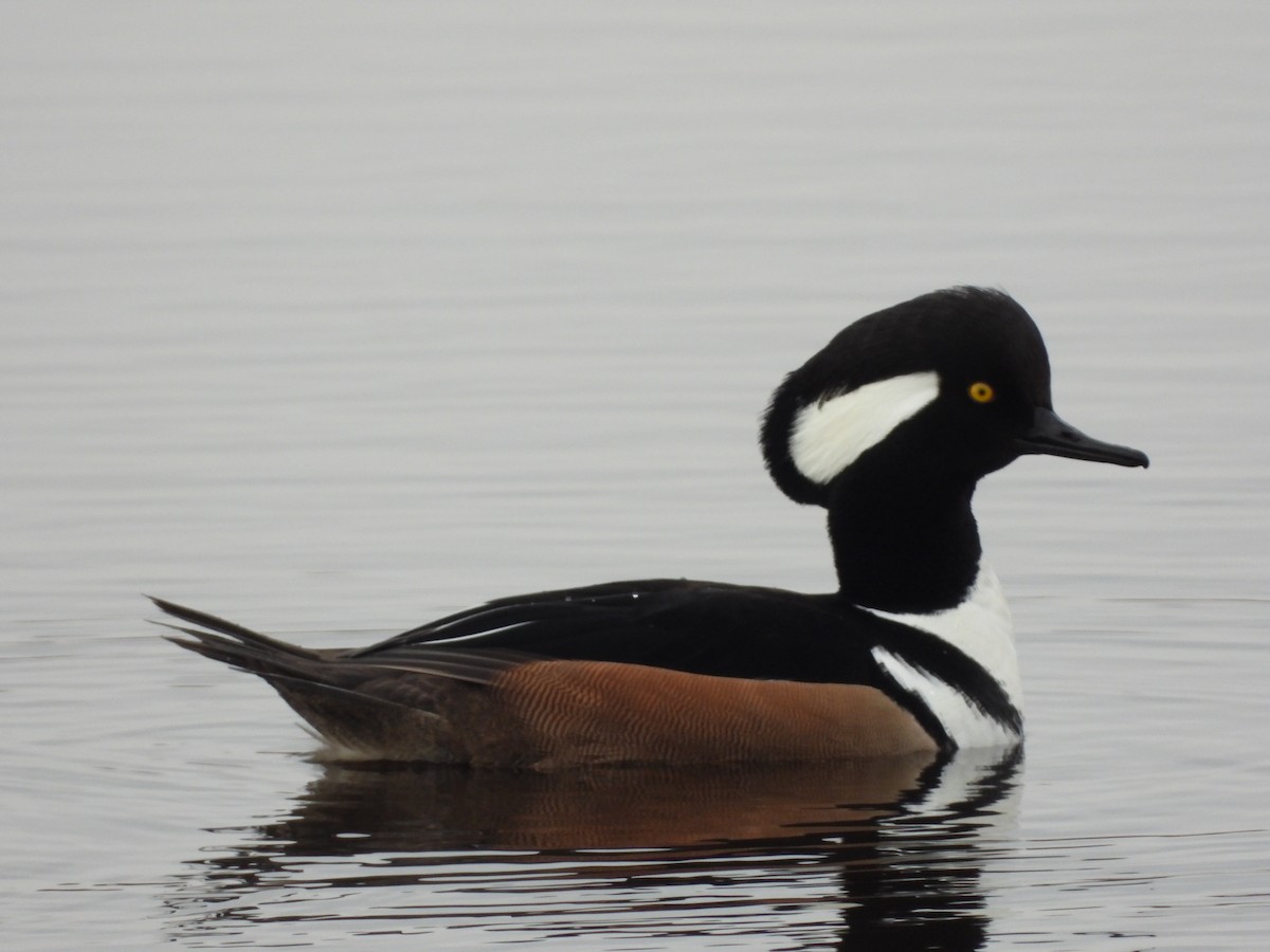 Hooded Merganser - ML613271415